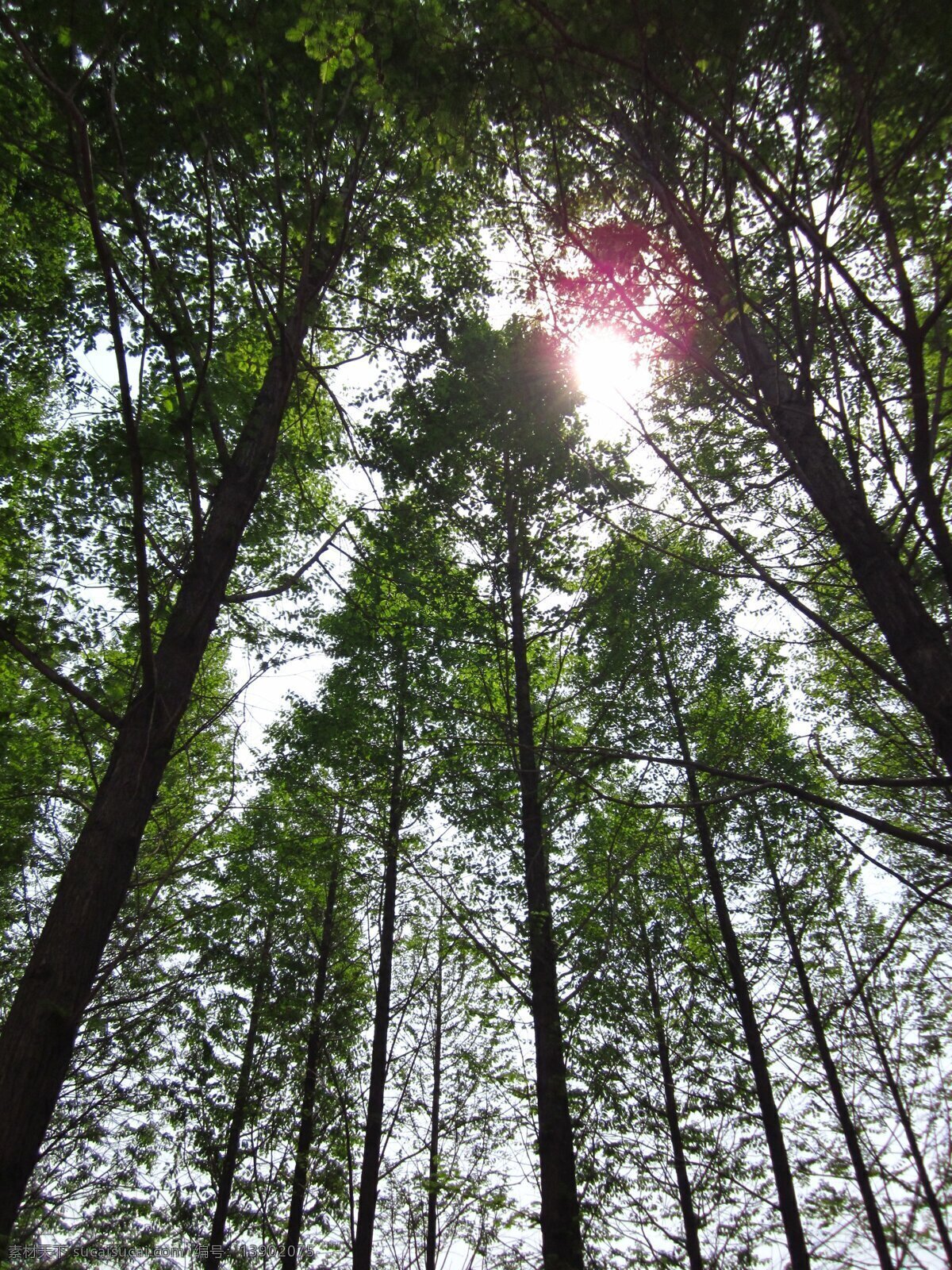 日色冷青松 松树 青松 太阳 树木树叶 生物世界