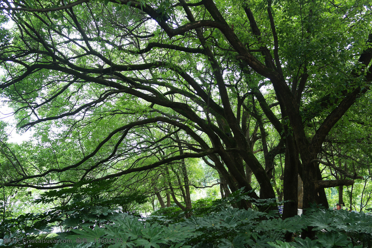 森林 绿化 园林景观 绿林成荫 园林绿化 绿化城市 大树 树林 树木树叶 生物世界