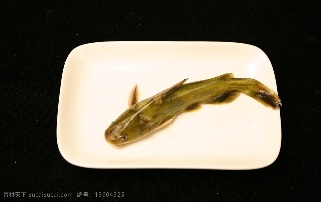黄腊丁 鲜活 海鲜 新鲜海产品 水产品 生物世界 鱼类