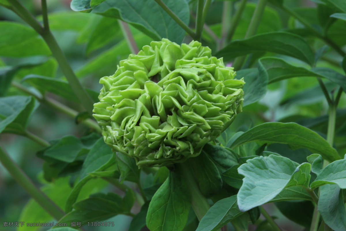 牡丹花 牡丹 观赏花卉 鼠姑 木芍药 百雨金 洛阳花 花朵 花瓣 花蕊 花卉 花儿 花草 植物 园林绿化 绿化景观 芍药牡丹 生物世界