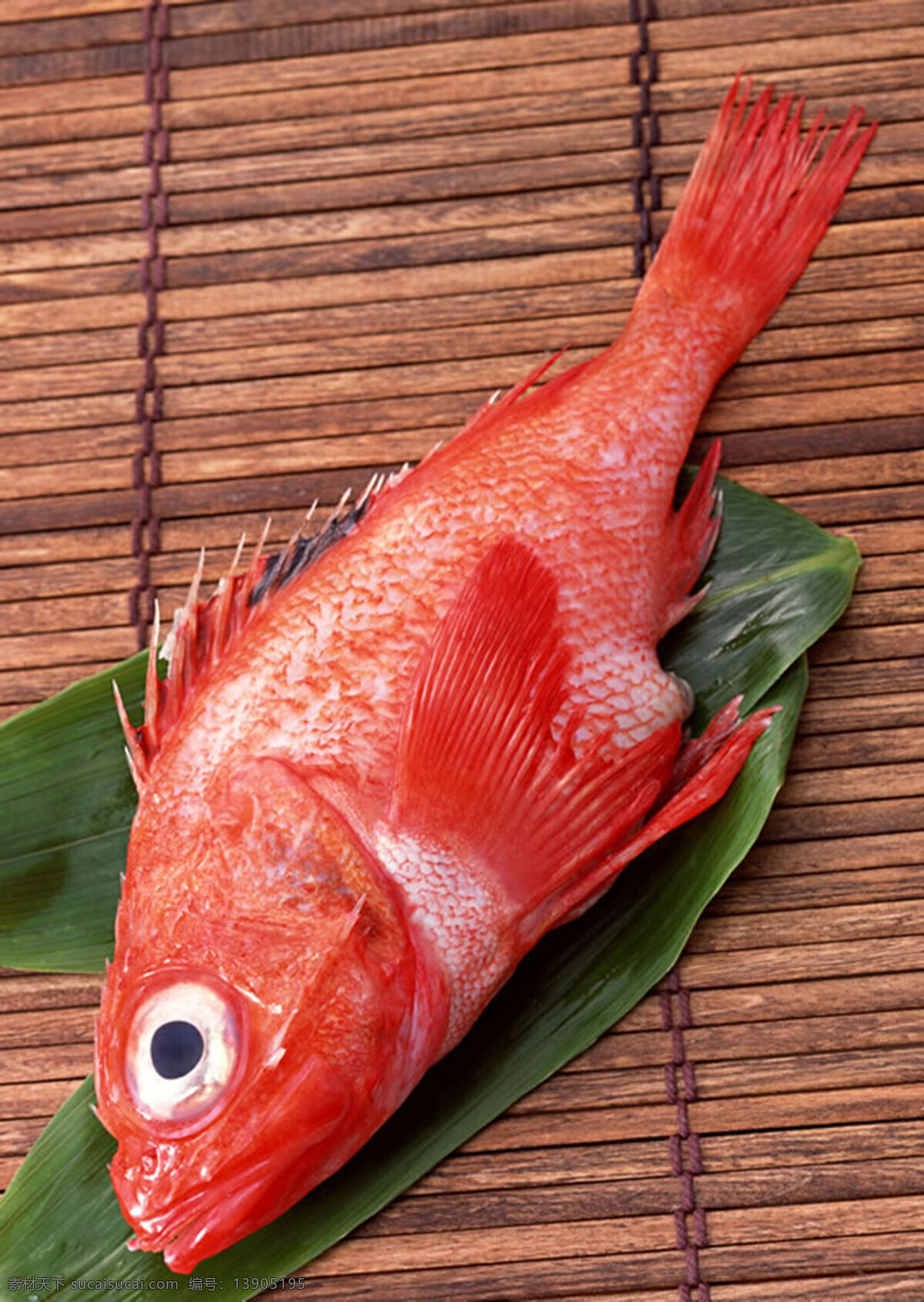 魚 摄影图库 生物世界 鱼类 魚類 攝影圖庫