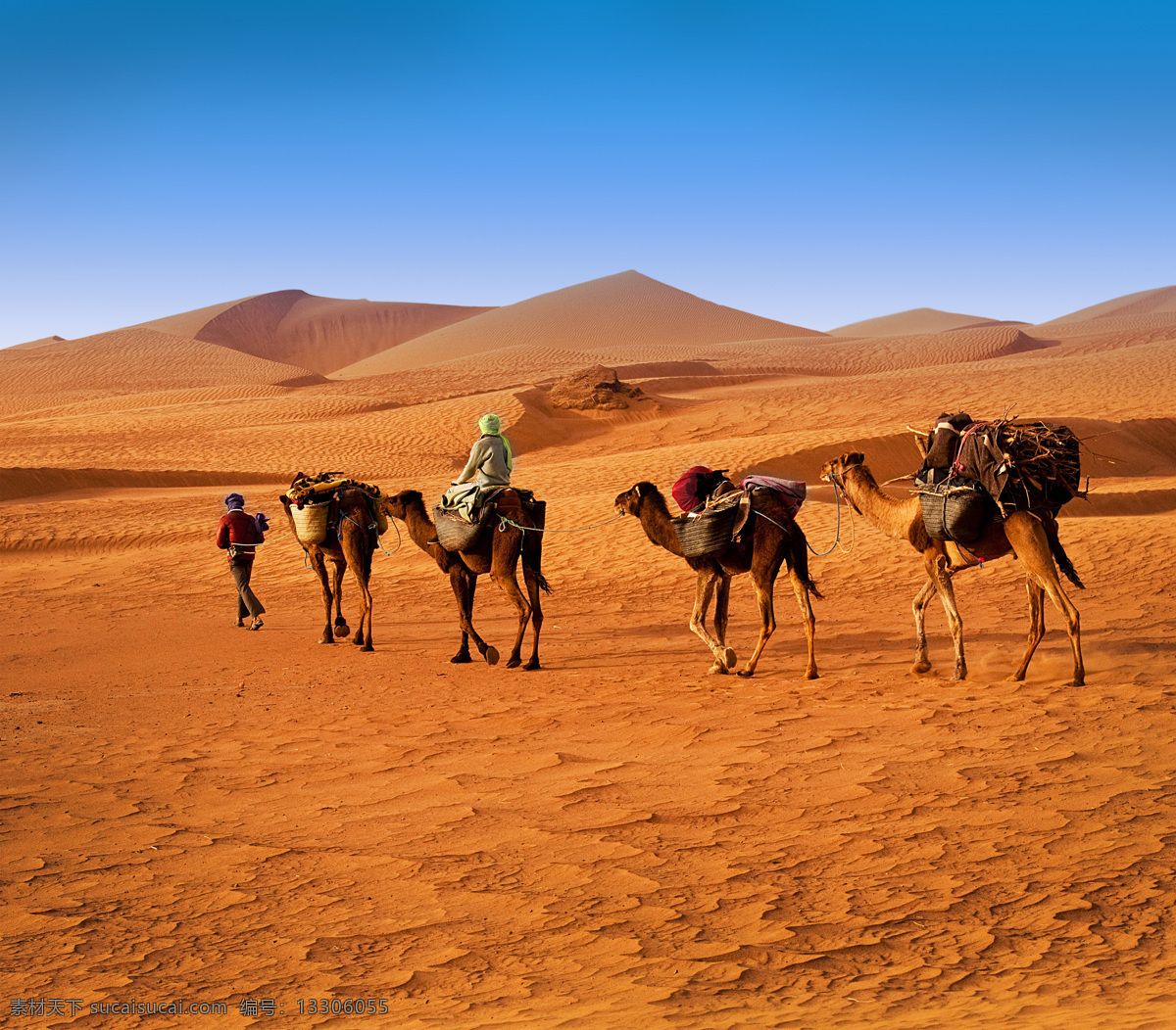 骆驼 沙漠 动物世界 陆地动物 生物世界 人物 里 人 其他类别 生活百科 橙色