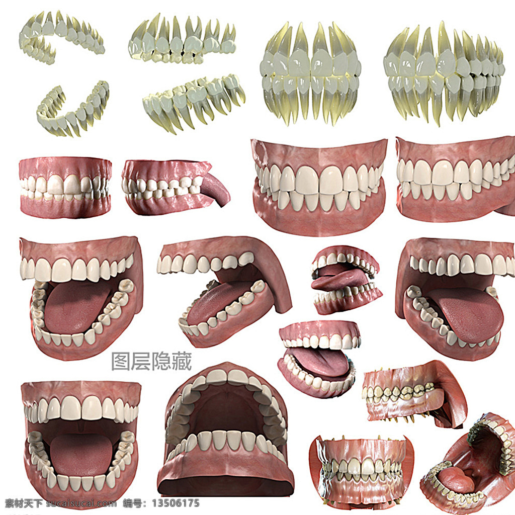 3d牙齿 3d 牙齿 牙科 门牙 犬牙 前臼齿 后臼齿 切齿 犬齿 假牙 牙肉 牙根 舌头 3d物体 分层 白色