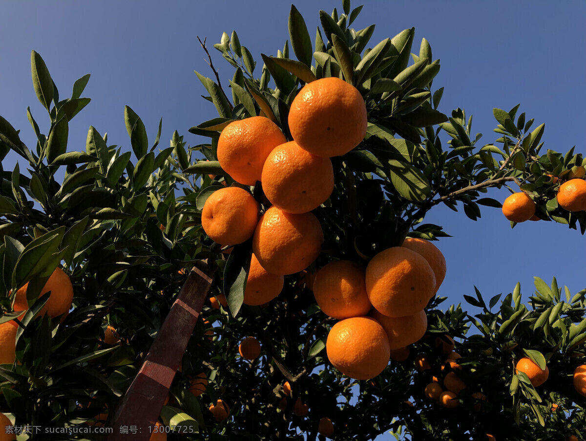 成熟的桔子 桔子 桔林 蜜桔 时令水果 无核蜜桔 蜜橘 蜜柑 柑子 砂糖橘 砂糖桔 沙糖橘 甜桔 生物世界 水果