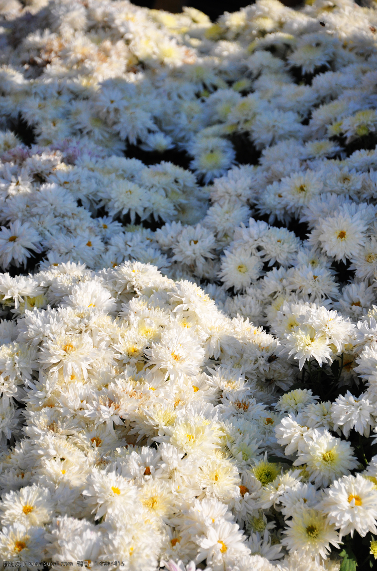 白色菊花海 花卉 菊花 白色 菊花海 菊花丛 花草 生物世界