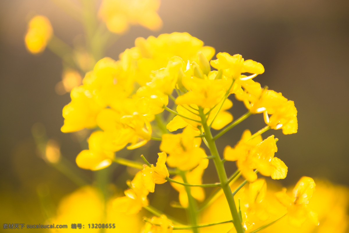 春季 阳光 下 黄色 油菜花 花朵 背景 唯美花朵背景 唯美 春天 海报 花 春季花 黄色花朵 一朵花