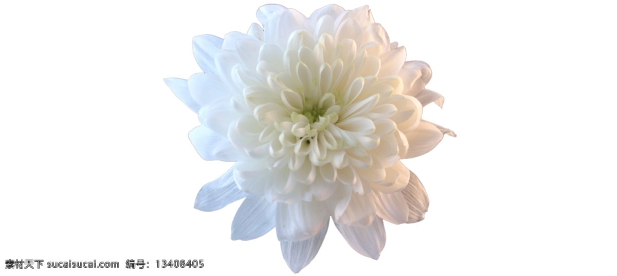 漂亮 白色 菊花 免 抠 透明 漂亮白色菊花 元素 菊花图形 菊花海报图片 菊花广告素材 菊花海报图