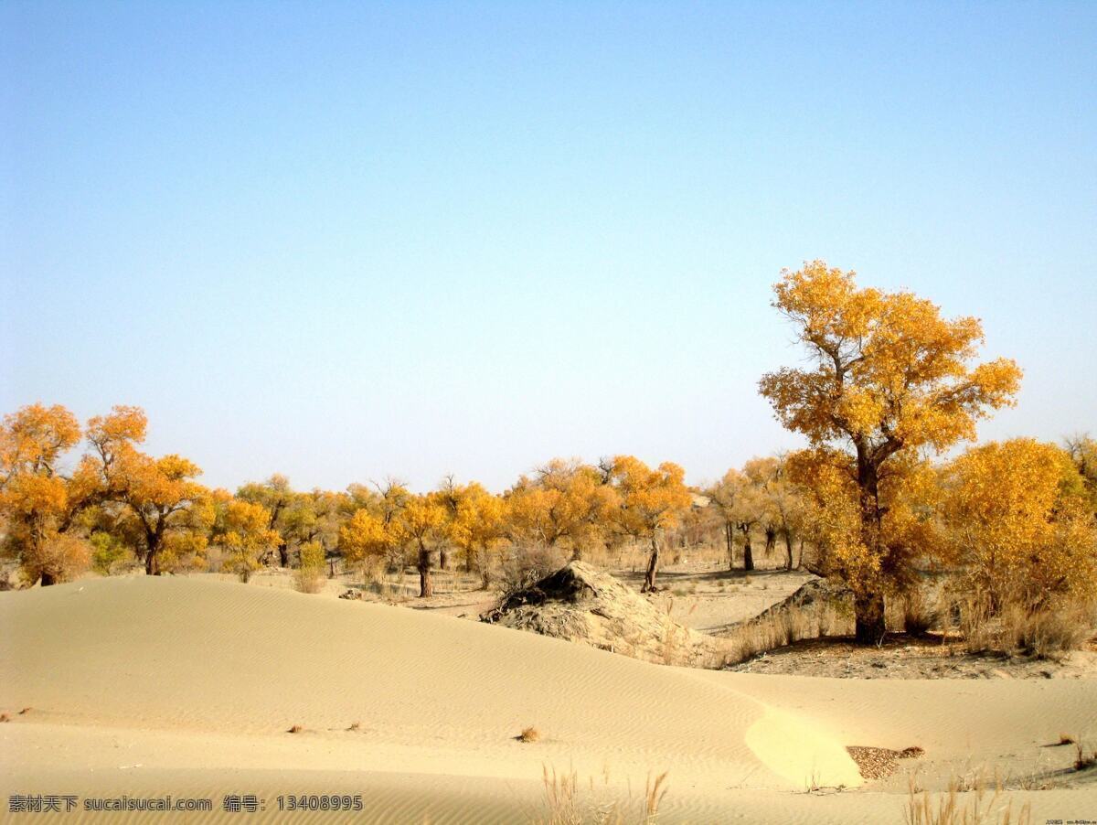 沙漠 中 胡杨林 蓝天 美景 壮丽 自然生物 生物世界 树木树叶