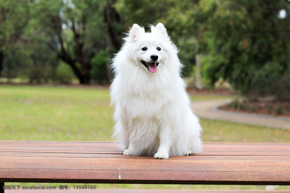 可爱 斯皮茨 狗 狗狗 斯皮茨犬 萌犬 萌宠 宠物 家宠 家犬 家养 白色狗狗 可爱狗狗 小狗狗 动物世界 生物世界 家禽家畜