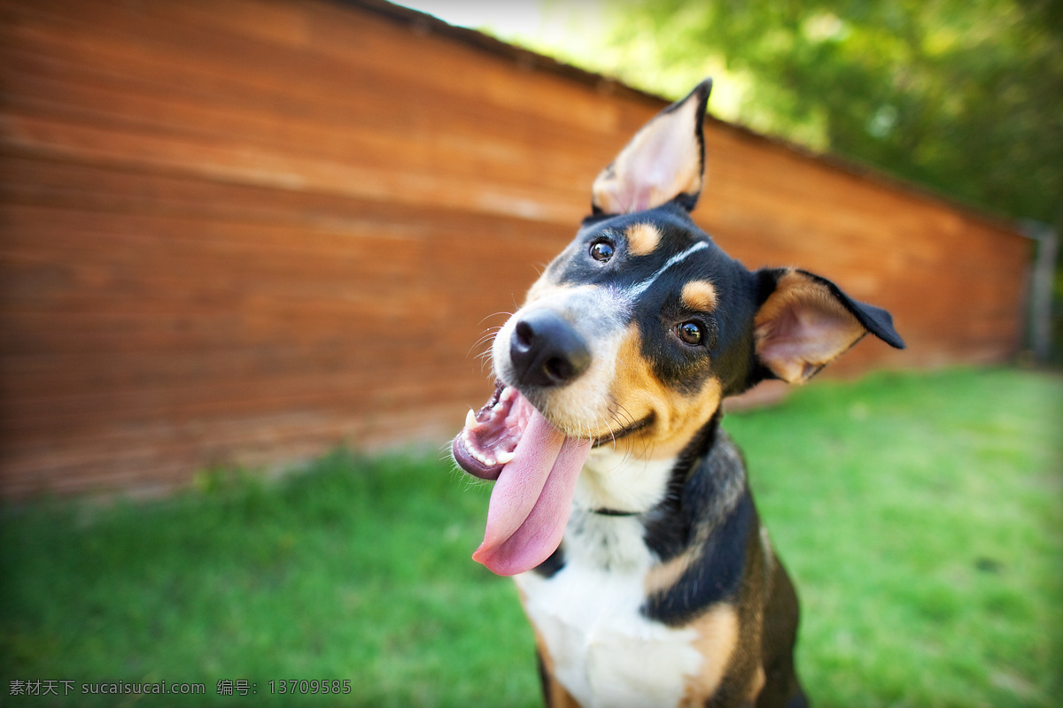 伸出 舌头 小狗 狗 可爱的狗 宠物 动物 动物世界 陆地动物 生物世界 绿色