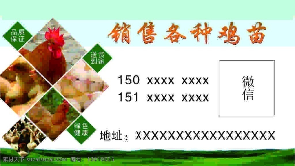 鸡苗销售 鸡苗 销售 乌鸡 母鸡 名片 绿色 健康 小鸡 名片卡片