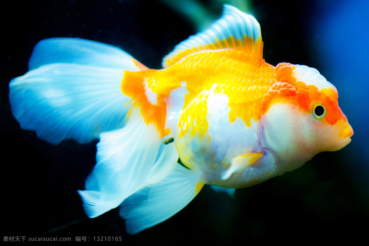 金鱼 carassius auratus 金鲫鱼 鲫鱼 gold fish