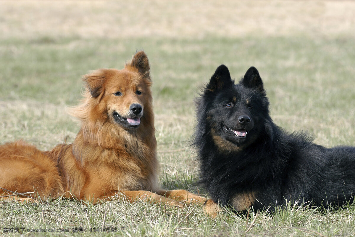 两 只 趴在 草地 上 狗 两只狗 黑狗 金毛犬 趴着 休息 眺望 小狗 宠物狗 高清摄影 可爱的小狗 小狗狗 高清小狗 狗狗图片 生物世界