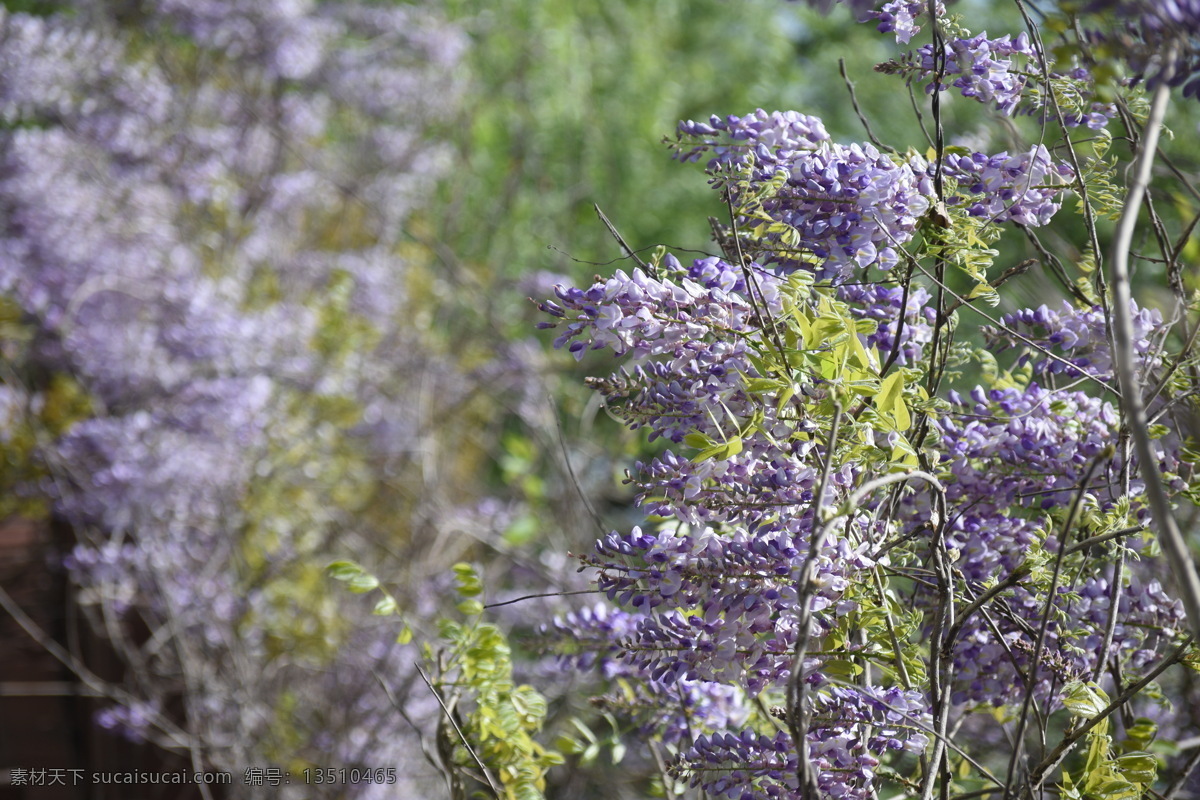 紫藤萝 春天 花 紫色 树木 生物世界 树木树叶