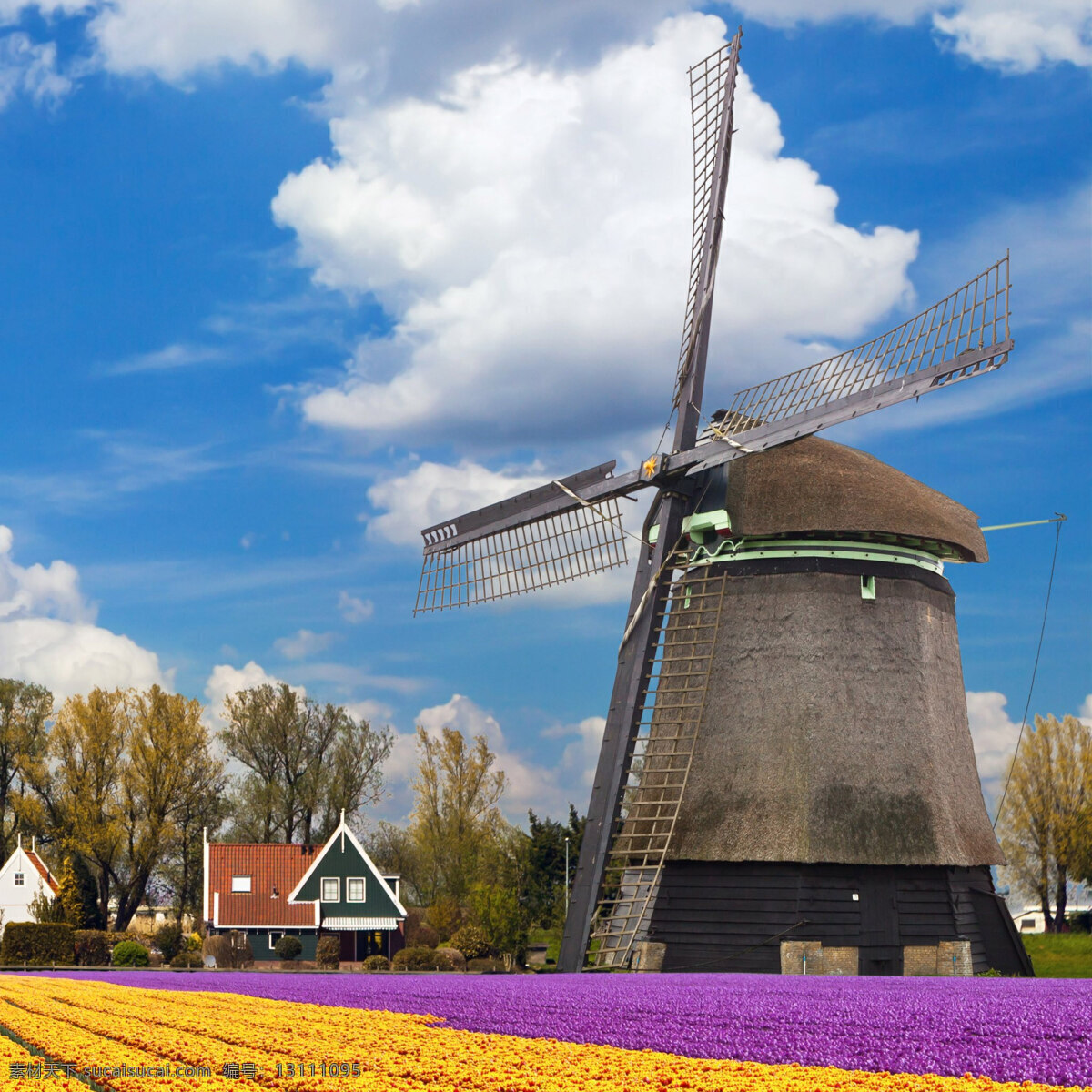 唯美风车 风车 荷兰花海 风景图 背景 蓝天 风车景观 旅游摄影 国外旅游