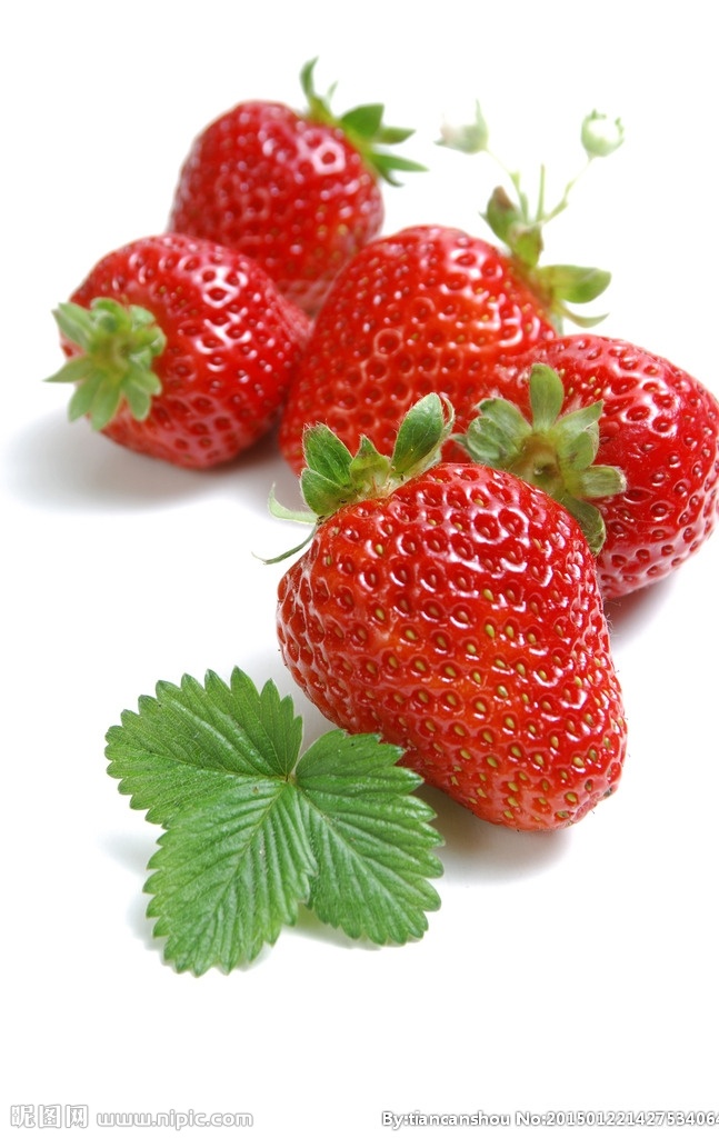草莓 草莓特写 鲜红色草莓 红草莓 熟透草莓 半大草莓 小草莓 红色草莓 草莓叶子 摘草莓 水果 水果摄影 生物世界