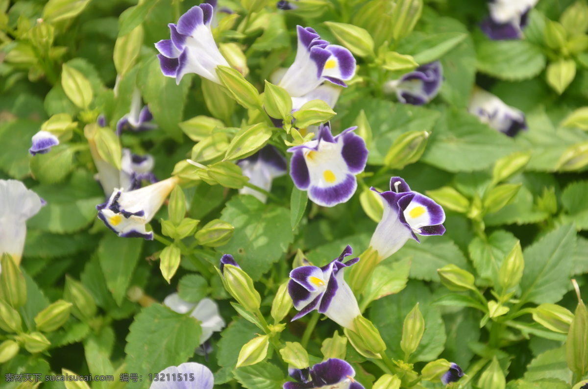 花卉 夏堇 蓝猪耳 花公草 花顶生 紫蓝色 喉部有斑点 花卉系列 生物世界 花草