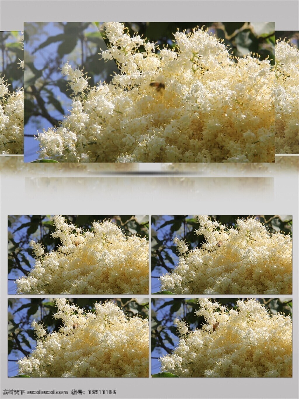米 白色 繁花 忙碌 小 蜜蜂 视频 音效 花卉 清雅 唯美 采花 叶子 视频音效 近拍