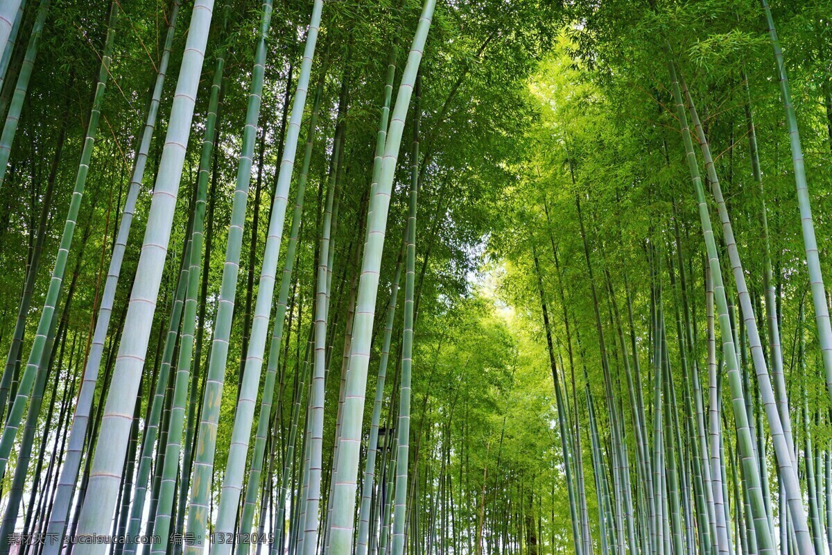 竹子 竹节 绿叶 绿色 竹林 树叶 叶子 竹叶 清水 诗意 生物世界 树木树叶