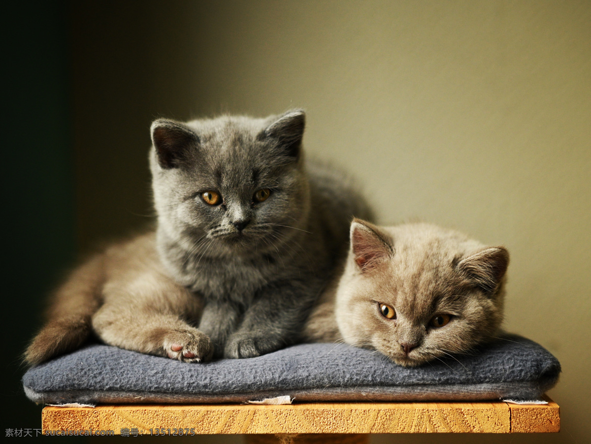 英短 动物 猫 萌宠 宠物 高清图 可爱 奶猫 猫图片素材 猫咪 生物世界 野生动物