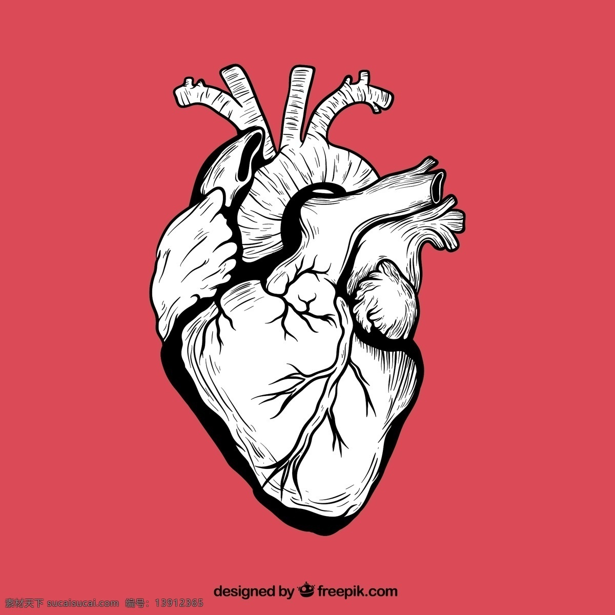 手绘 心脏 矢量 左心房 左心室 右心房 右心室 器官 人体 矢量图