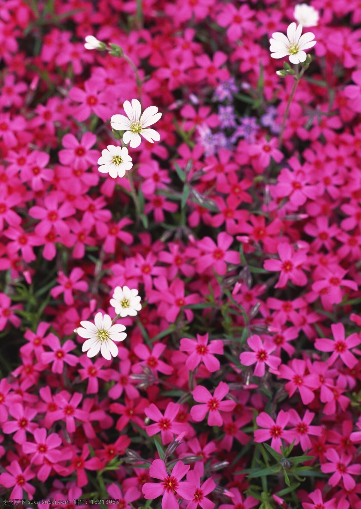 漂亮 花瓣 特写 粉色花朵 花特写 花卉 风景 野花 花海 自然风景 植物 花草树木 生物世界