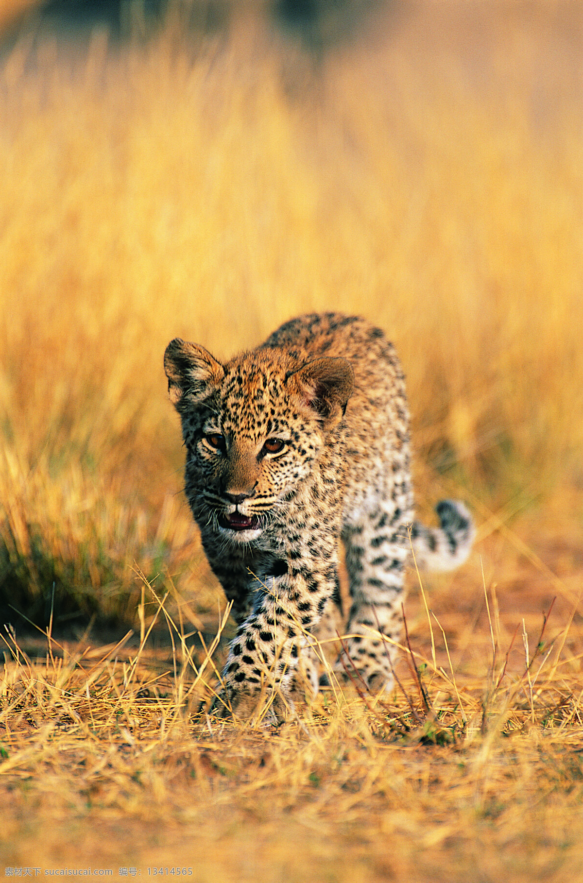 草原 上 豹子 野生动物 动物世界 哺乳动物 金钱豹 猎豹 摄影图 陆地动物 生物世界