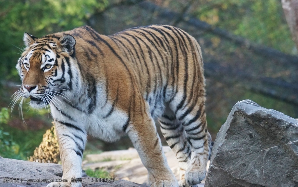 老虎 panthera tigris 猫科动物 tiger 哺乳动物 西伯利亚虎 东北虎 华南虎 巴厘虎 印度支那虎 马来亚虎 爪哇虎 苏门答腊虎 孟加拉虎 里海虎