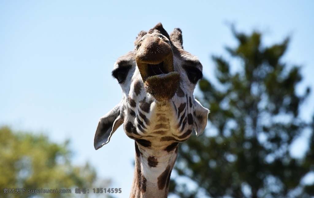 长颈鹿 麒麟鹿 长脖鹿 giraffe 野生动物