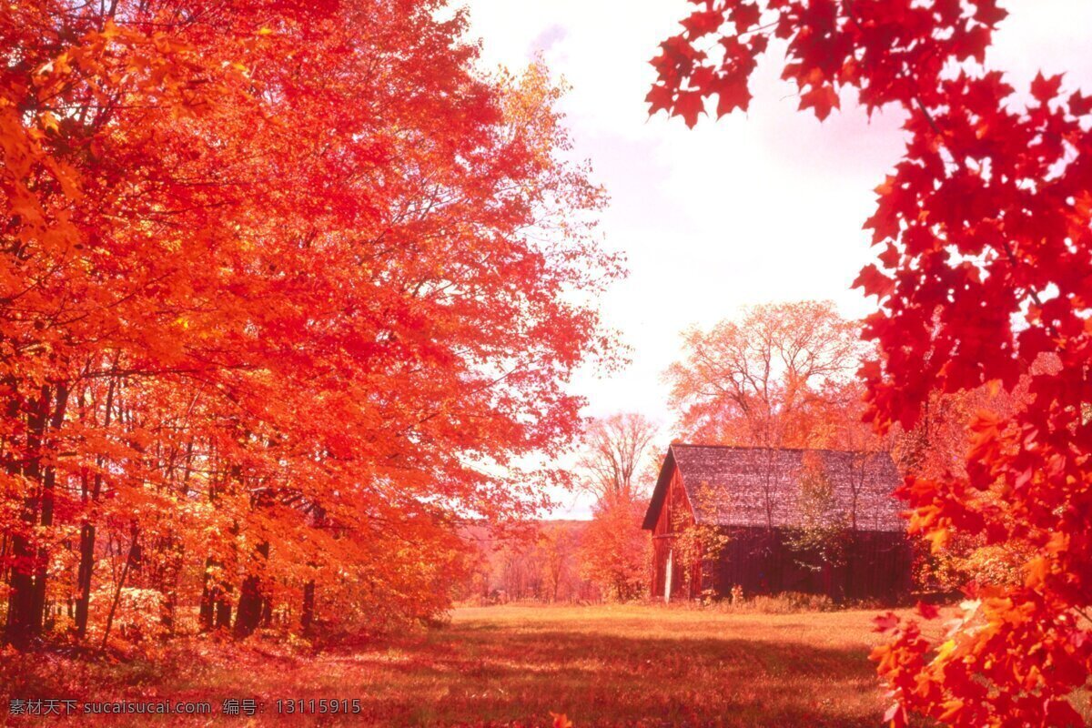 枫树 林中 小屋 枫树风景图片 枫叶图 红色 秋天风景 秋天色彩 风景 生活 旅游餐饮