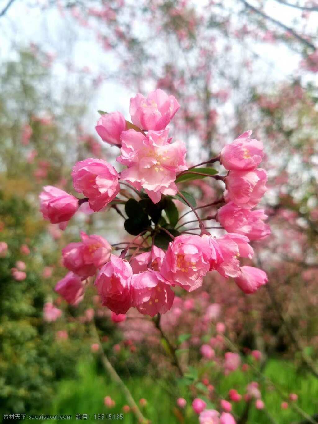 海棠花 花 美景 自然风光 美 生物世界 花草