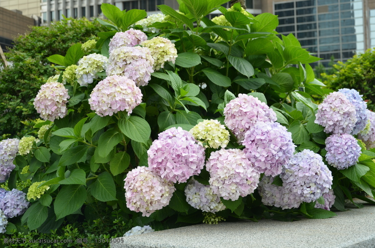 八仙花 花卉 绣球 紫阳花 虎耳 草科 属 落叶灌木 伞房花序顶生 球状 花色多变 一株 十数朵 花卉系列 花草 生物世界