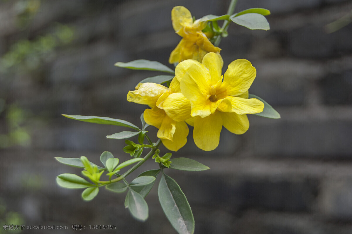 迎春花 黄色花瓣 阳光 绿叶 盛开 花草 生物世界