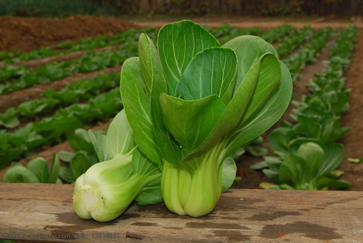 油菜 小白菜 奶白菜 青梗菜 小油菜 蔬菜 生物世界