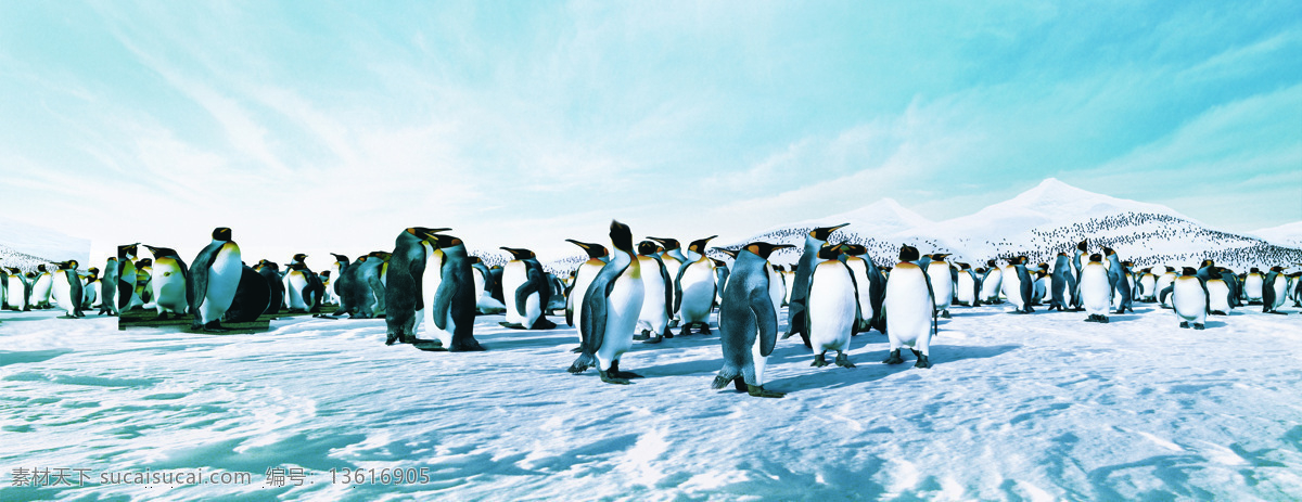 南极 雪地 上 企鹅 南极洲 蓝天白云 企鹅群 风光摄影 山峰 雪山 海洋生物 生物世界