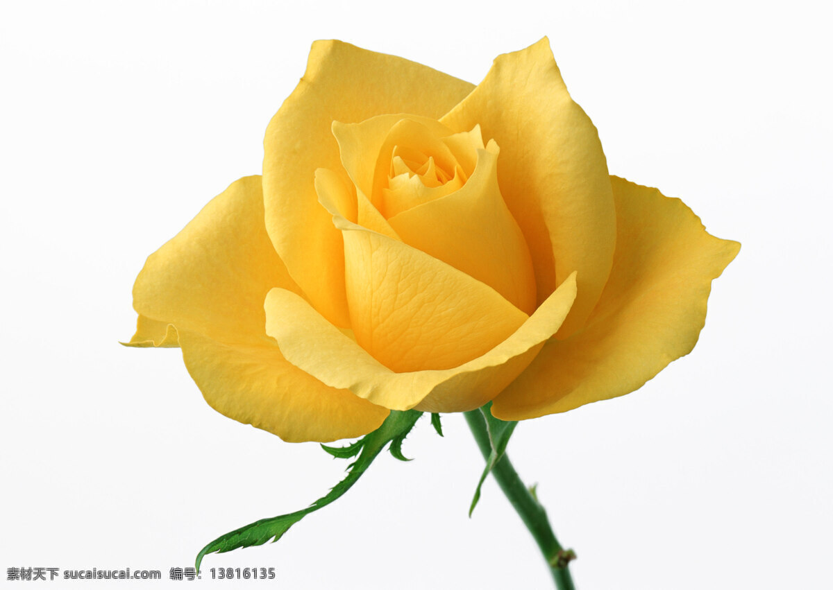 黄玫瑰 橙 红 绿叶 鲜花 对比 互补 特写 写实 植物 花卉 一朵 花朵 花蕾 月季 情人节 层次 黄 玫瑰 生物世界 花草 摄影图库