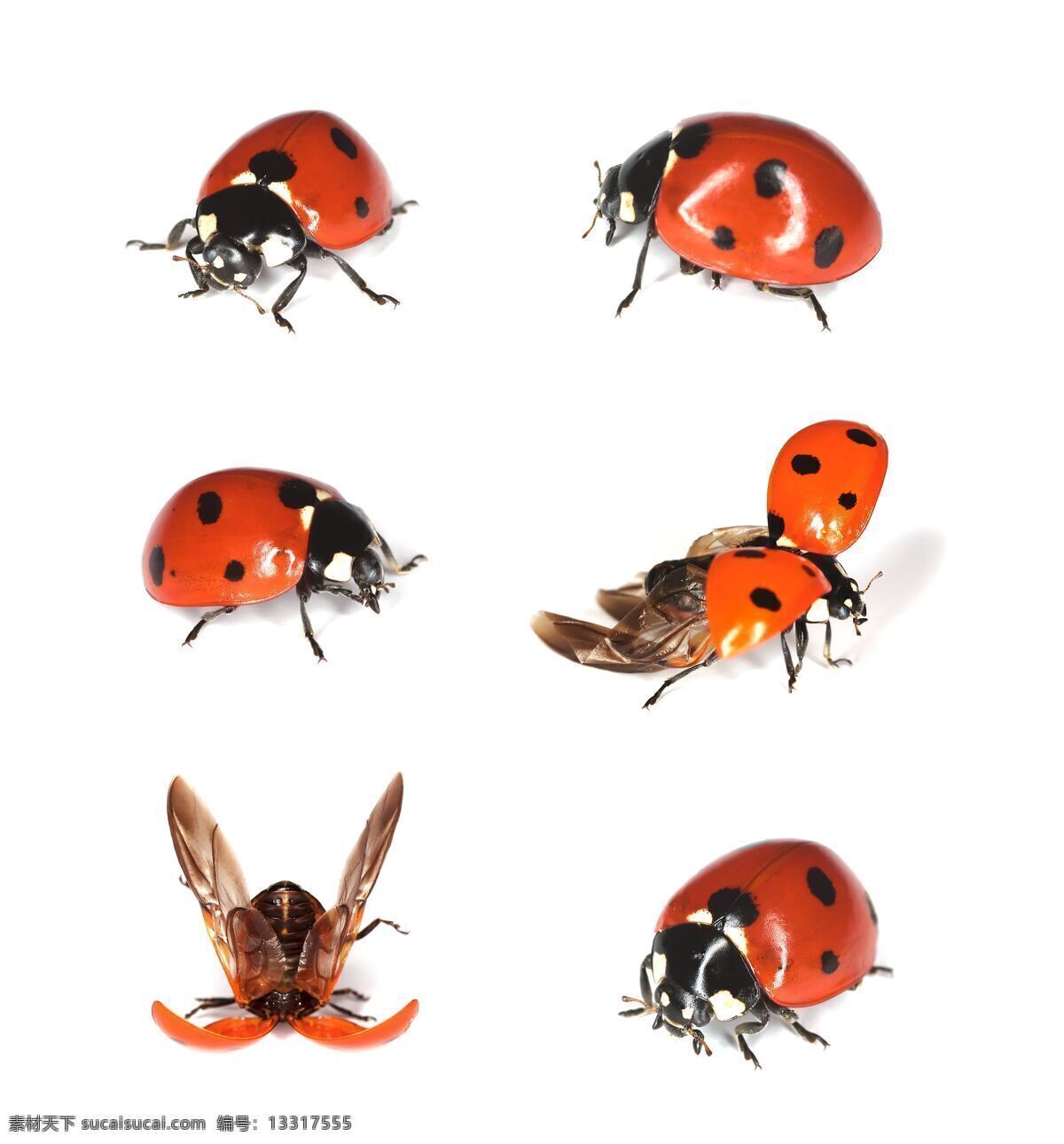 瓢虫 甲虫 昆虫 瓢虫图片 摄影图库 生物世界 红色瓢虫 昆虫特写