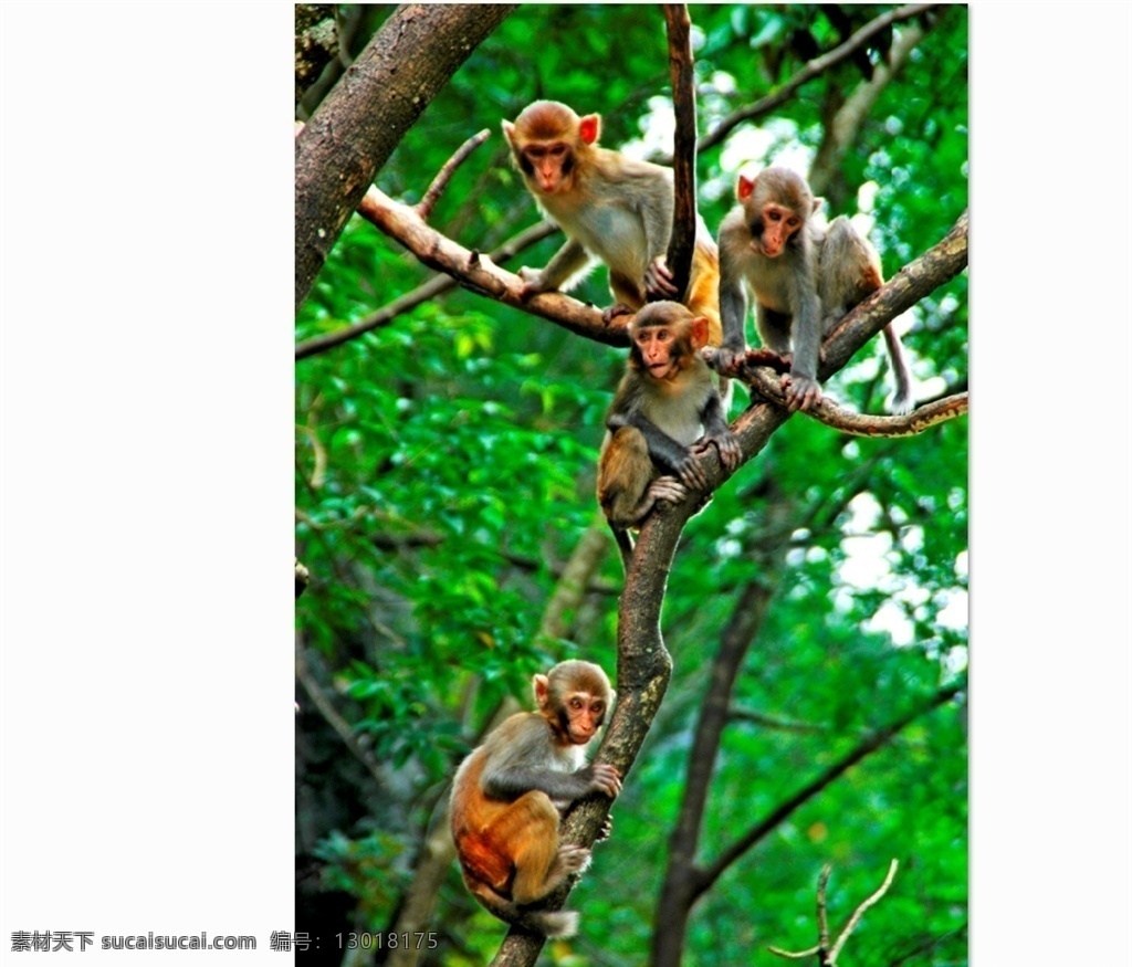 凤山 巴 腊 猴山 猴子 凤山巴腊猴山 山外来客 巴腊猴山 猴山猴子 生物世界 野生动物