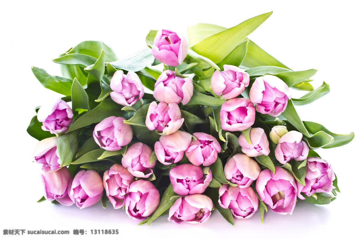 背景 壁纸 粉色 花瓣 花草 花蕾 花蕊 花束 鲜花 郁金香 叶子 绿叶 浪漫 情人节 鲜艳 礼物 节日 温馨 生物世界 节日素材 情人节七夕