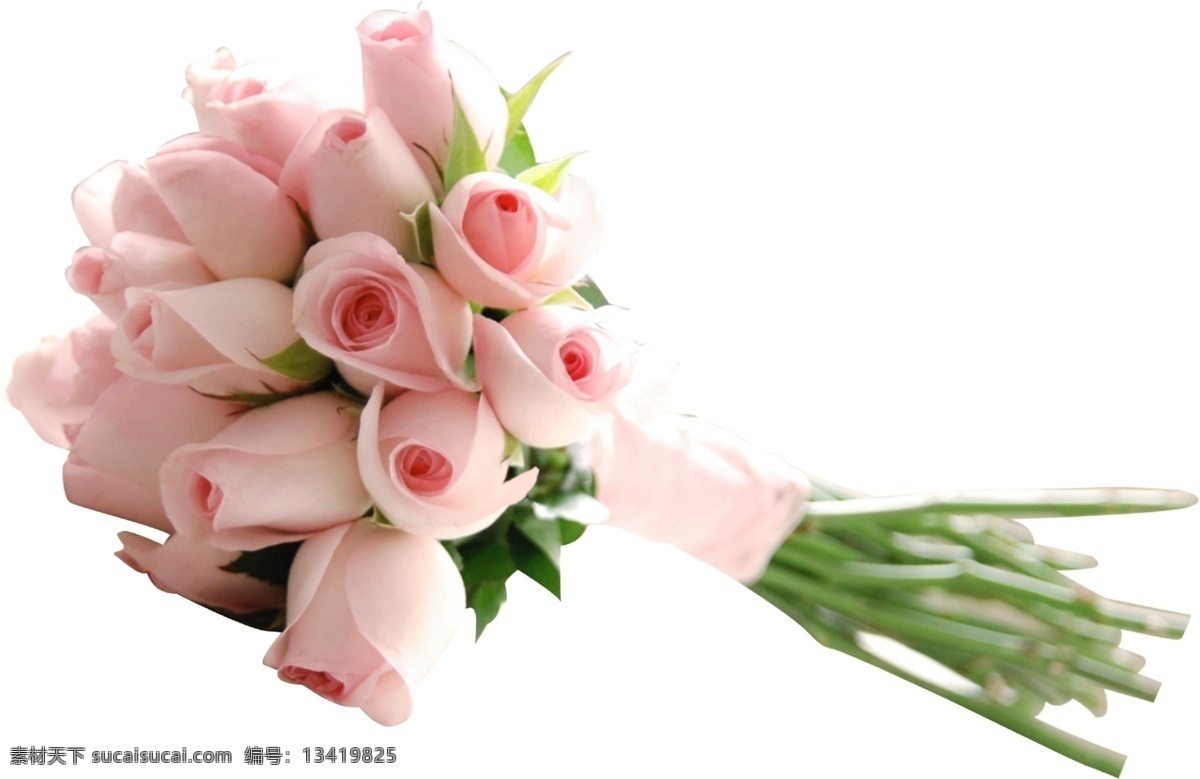 粉色玫瑰花 粉色 玫瑰花 红心 绿植 花素材