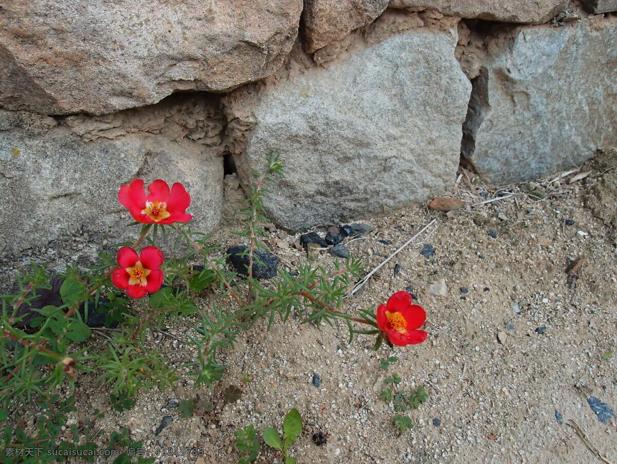 红色 小 野花 高清 马齿苋花 马齿苋 小花 花朵