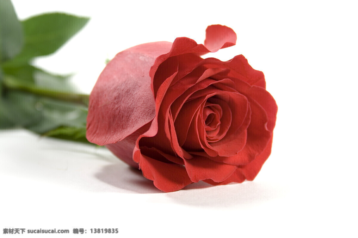 玫瑰花摄影 鲜花 美丽鲜花 花朵 花卉 红玫瑰 鲜艳 玫瑰花 鲜花背景 背景素材 花草树木 生物世界 白色