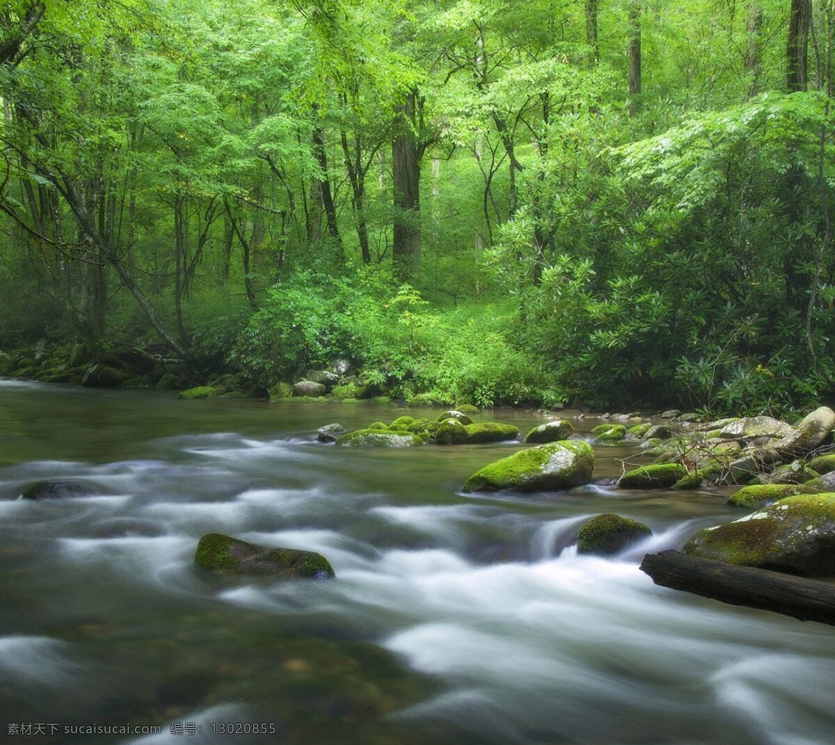 丛林 壁纸 风景 自然 流水 鹅卵石 树木 绿叶 共享 图 风景如画 自然景观 自然风景