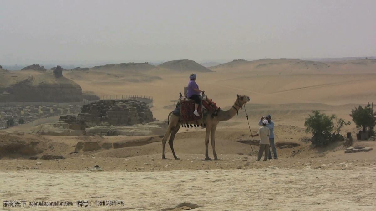 视频免费下载 埃及 吉萨 骆驼 沙漠 股票 视频