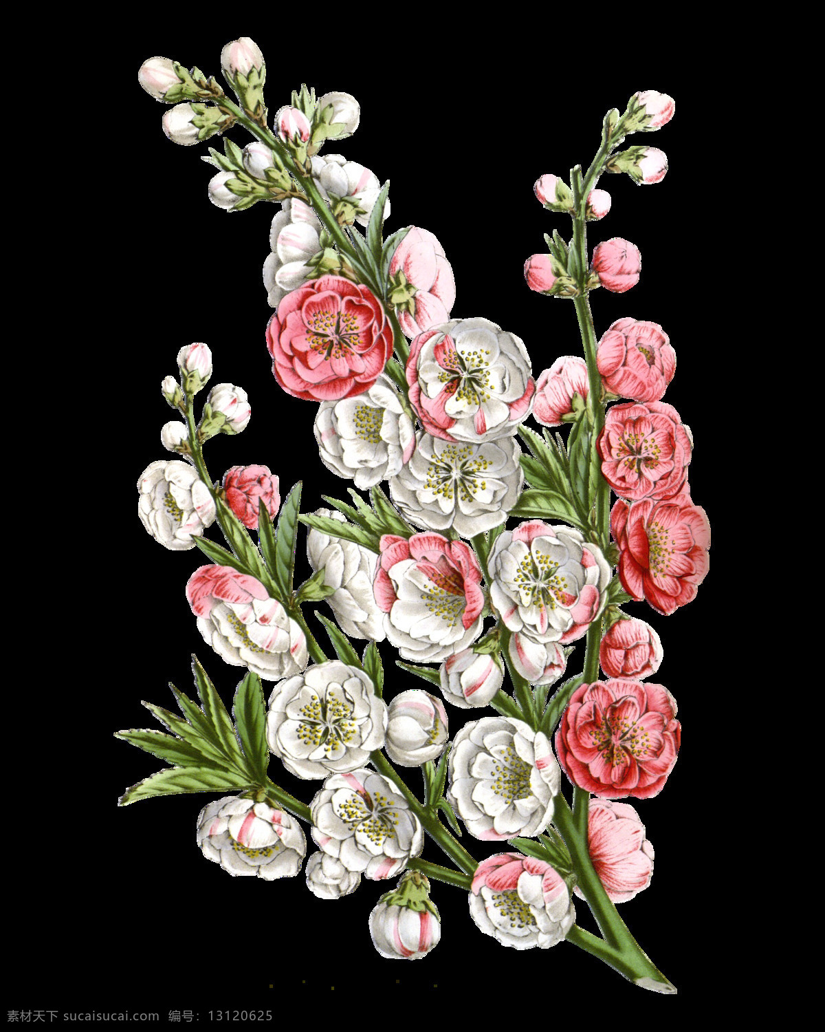 粉色 高清 精美 花朵 元素 含苞待放 矢量花朵 矢量花朵素材 矢量素材 手绘花朵素材 鲜花花朵 鲜花花蕾 鲜花素材花卉