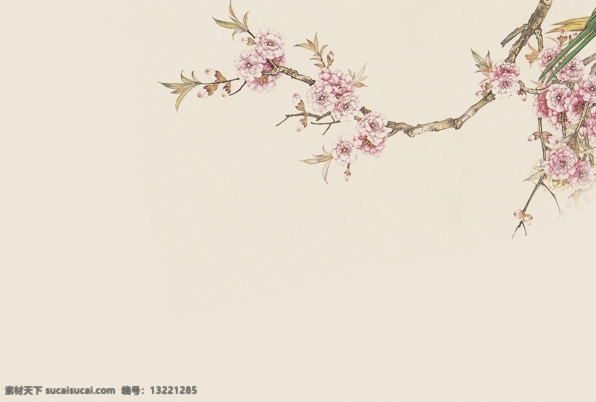 工笔 树枝 玉兰花 白花