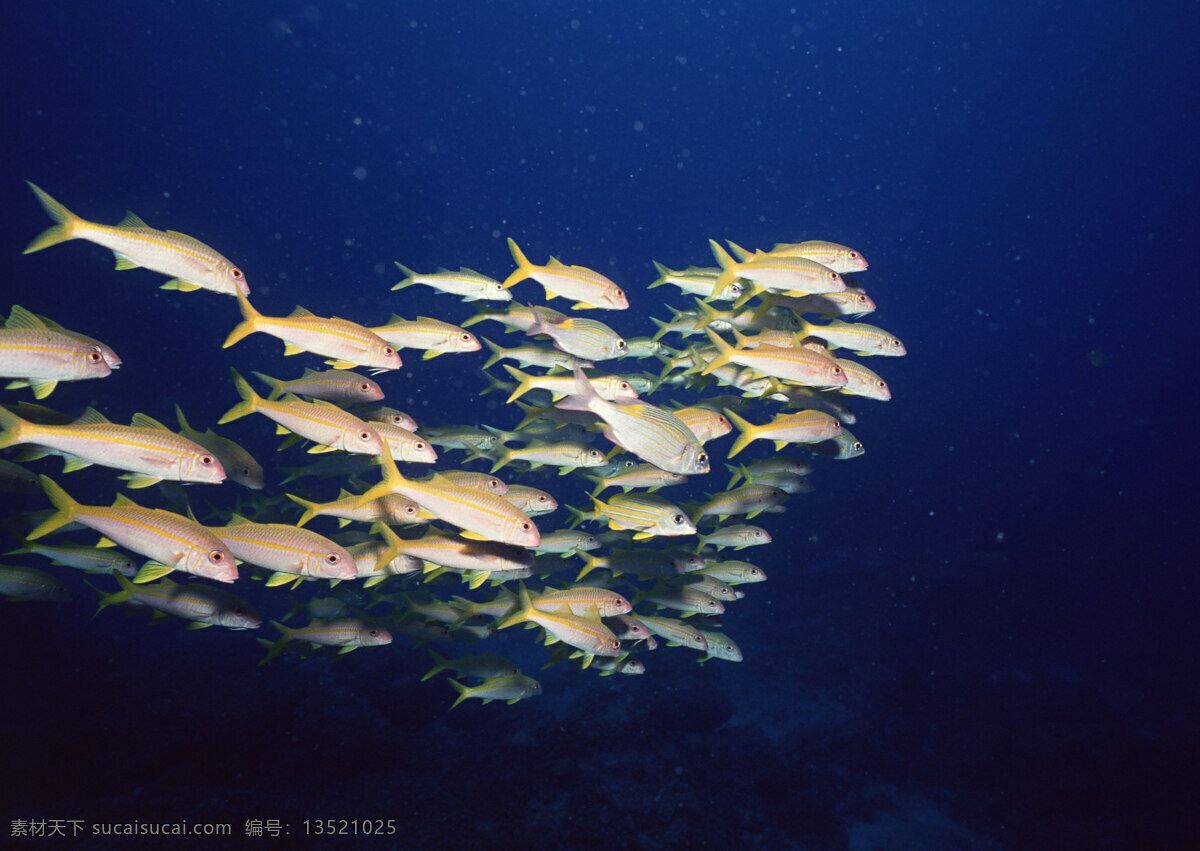 海洋生物 海底世界 海洋 礁石 生物世界 鱼 鱼类 珊蝴礁石 珊蝴 海底景色