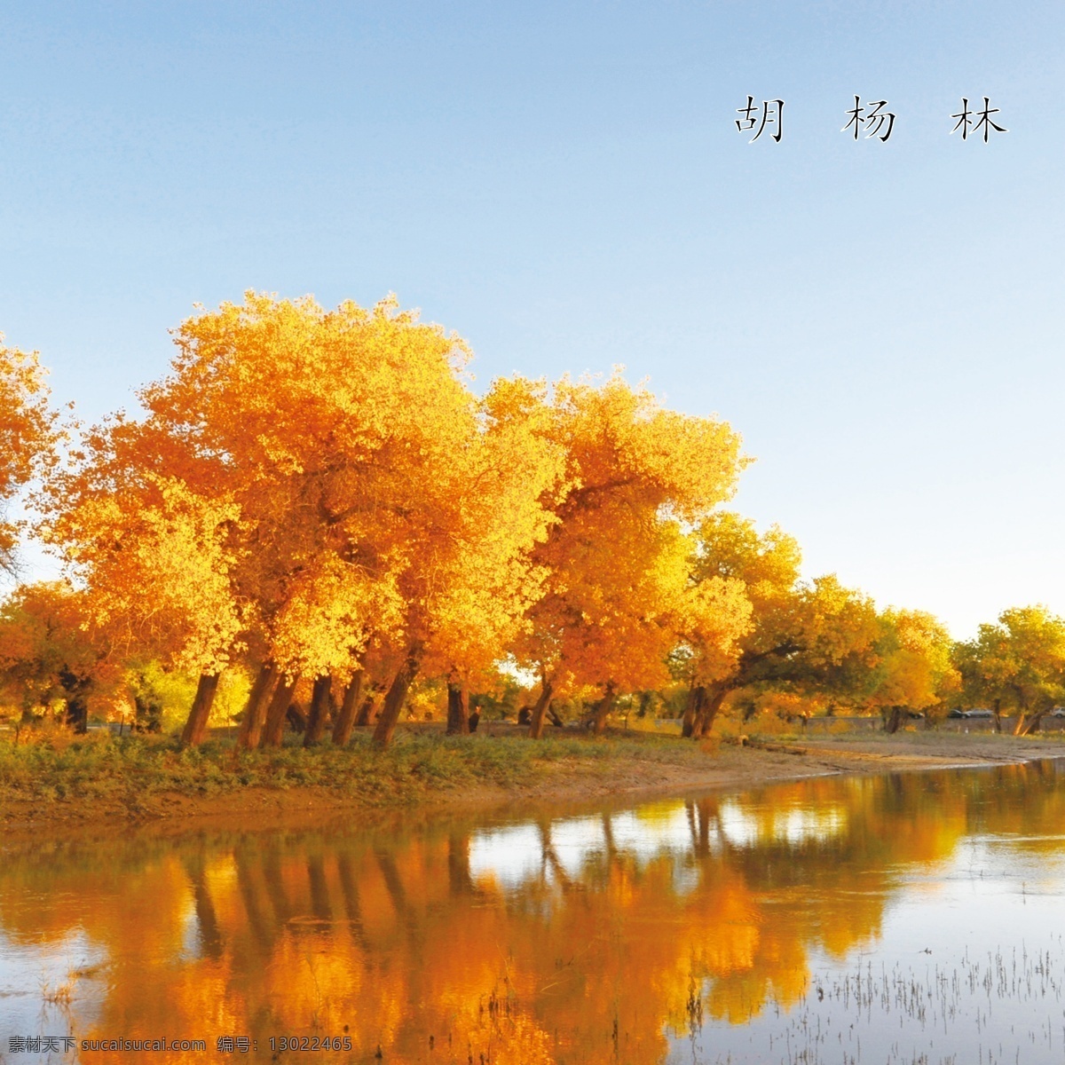胡杨林 风景 宣传画 旅游画 景区