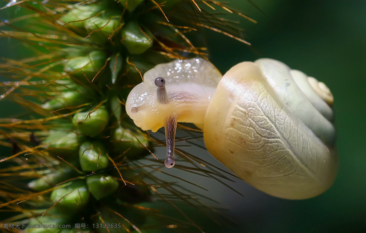 蜗牛 抽象蜗牛 蜗牛背景 爬行蜗牛 法国蜗牛 实用图片素材 生物世界 昆虫