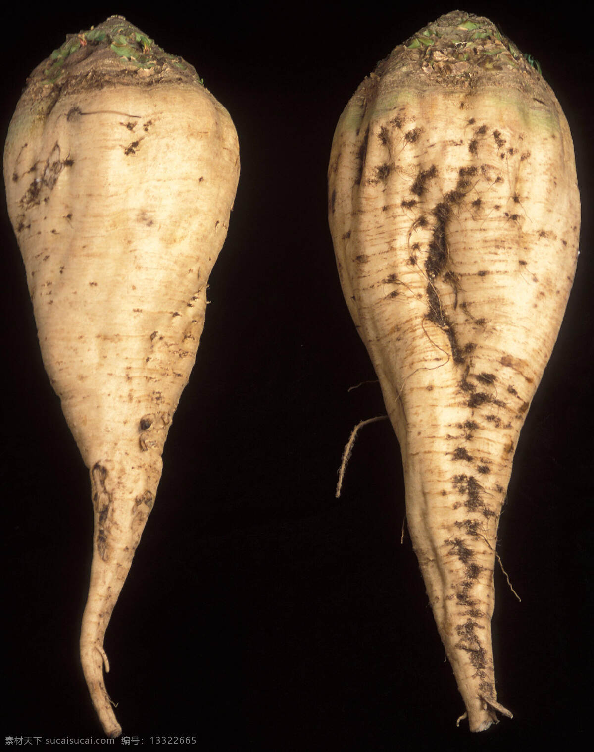 甜菜 根 萝卜 蔬菜 生物世界